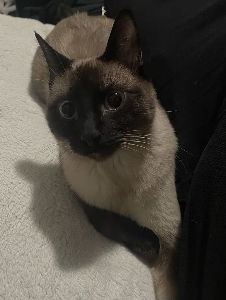 Pepper Profile Photo