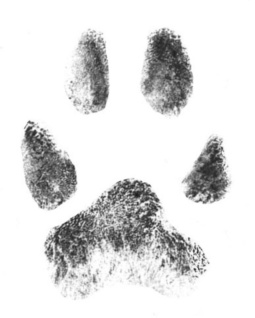 Trixie Wood Profile Photo