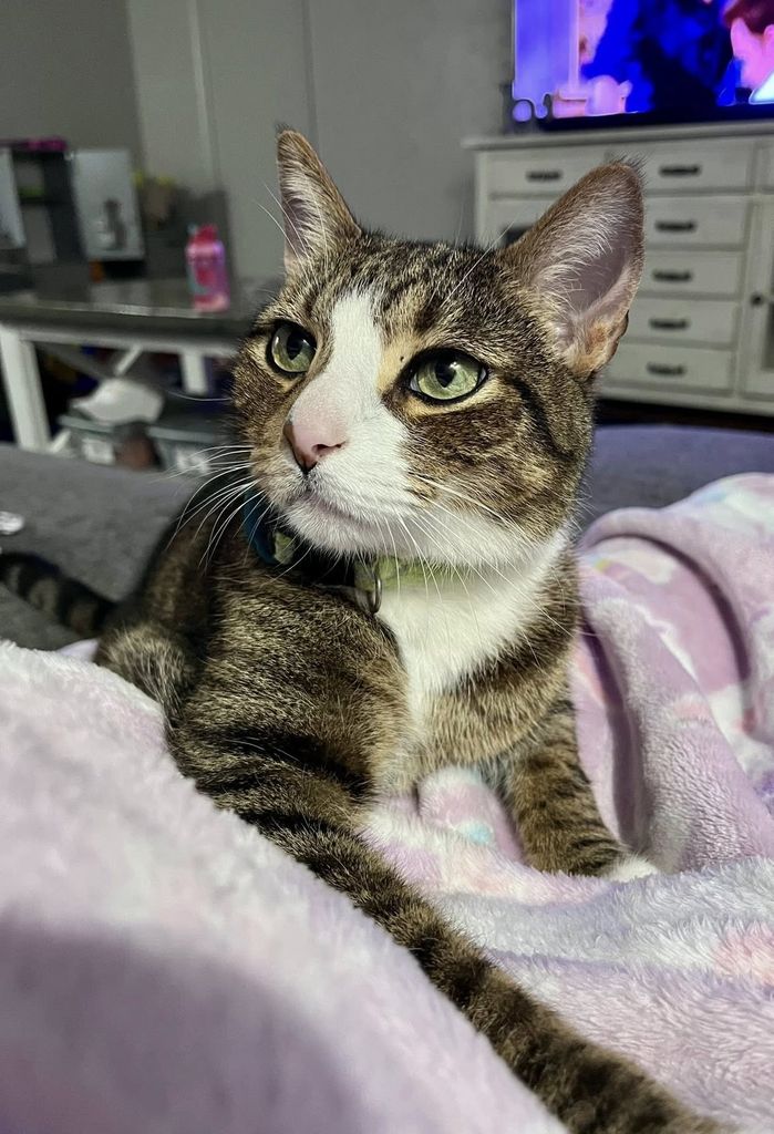 Lincoln Profile Photo