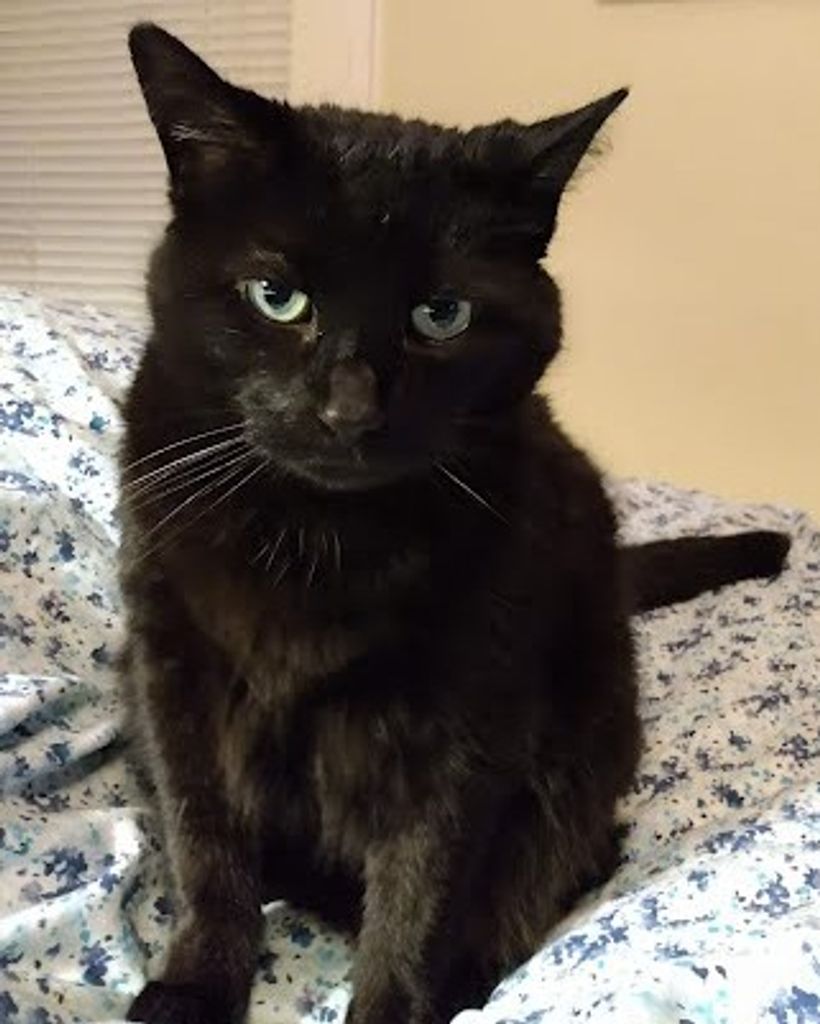 Boo Boo Zapf Profile Photo