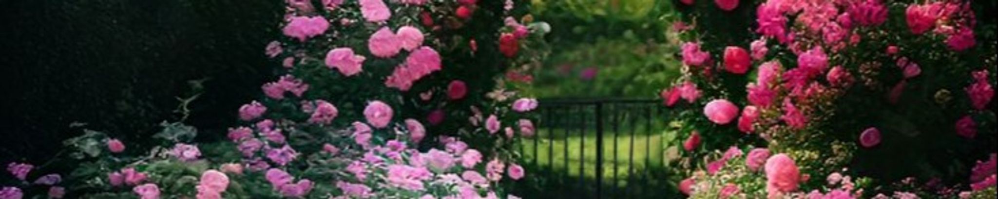 Cover photo for Chiararosa Morelli's Obituary