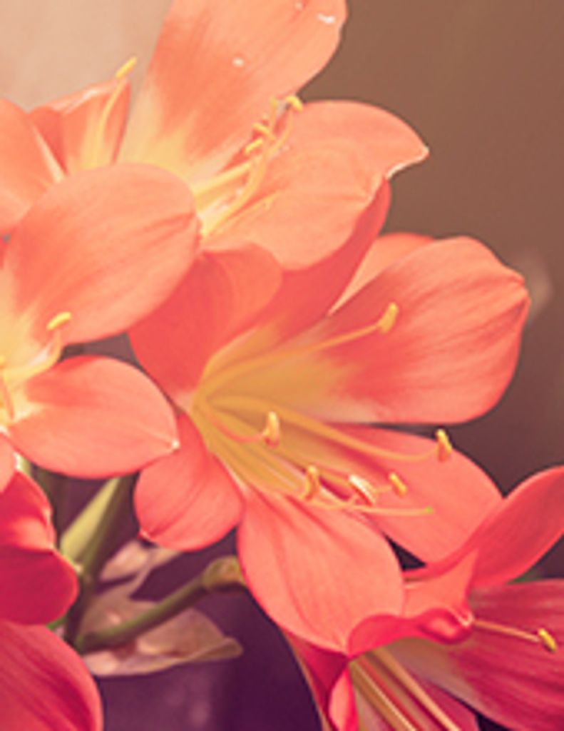 Daneene Jerral Fry Profile Photo