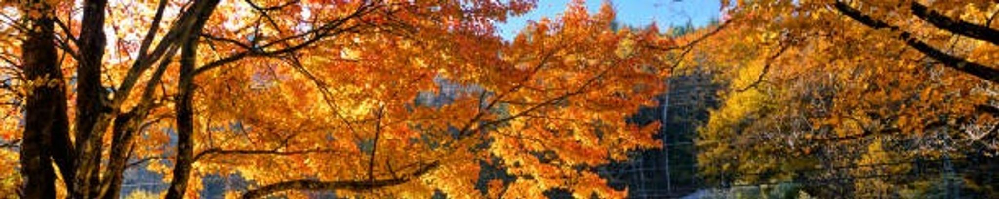 Cover photo for Verna Forrester's Obituary