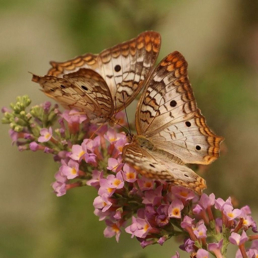 Ruth E. O'Malley Profile Photo