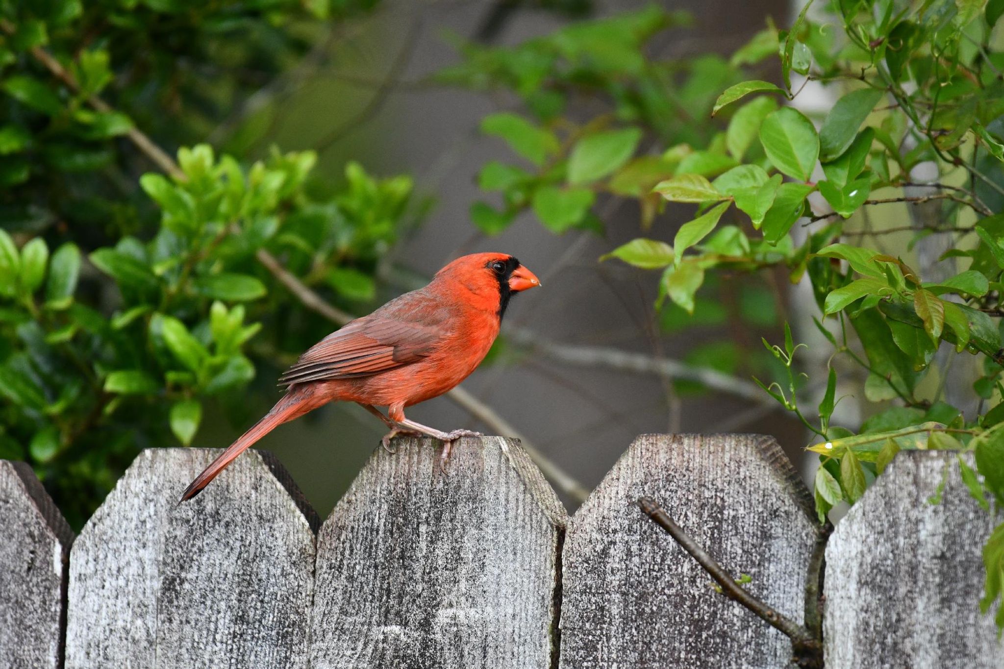 Cover for Donna Fox's Obituary