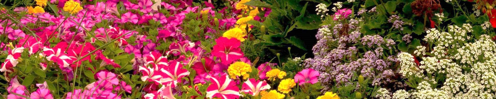 Cover for Diana Lynn Martinez's Obituary