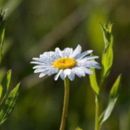 Doretha Griner Profile Photo