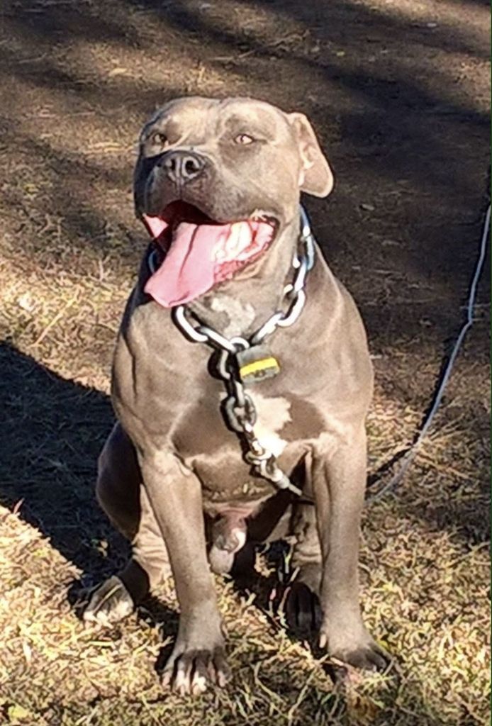 Prince Profile Photo
