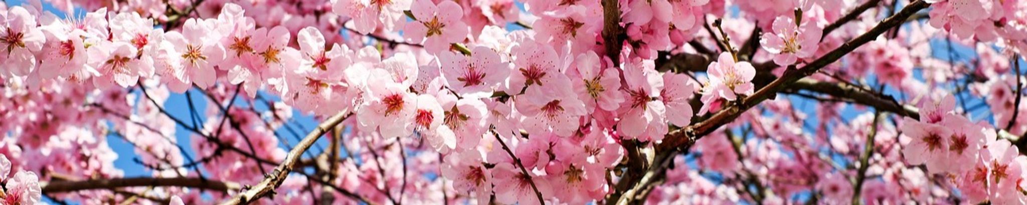 Cover photo for Yeiko Oki Homma's Obituary