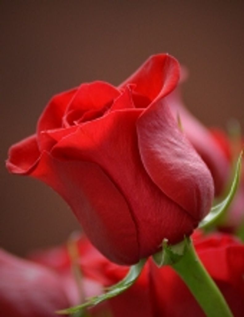 Carol Mccormack Arentz