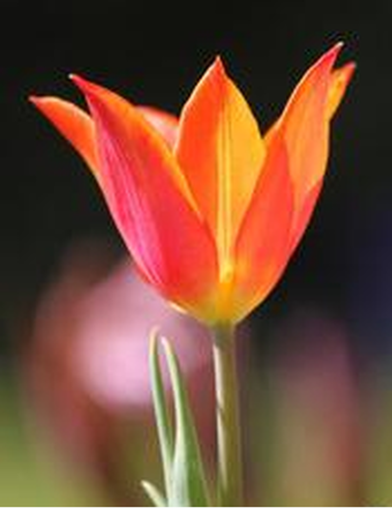 Frances Maydale Powers Queen Mcclain