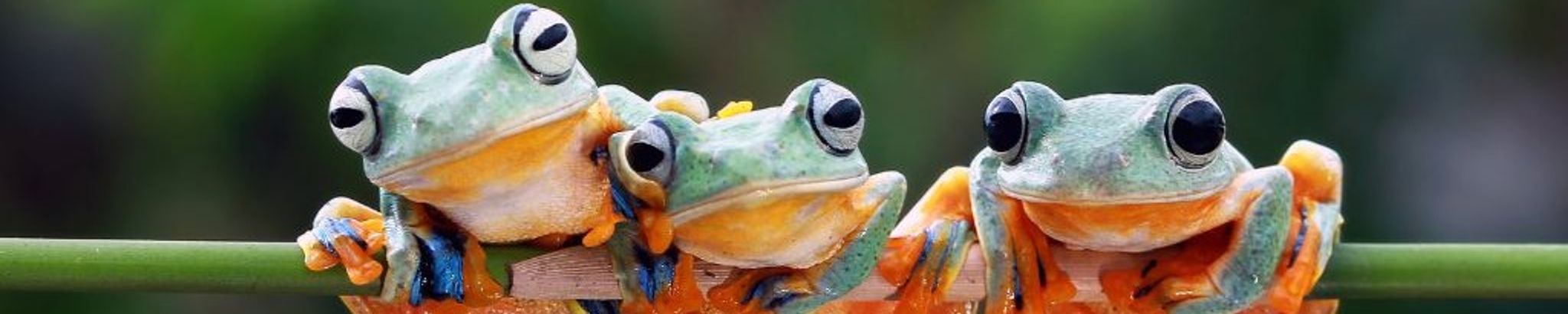 Cover for Sharon Rose Austic's Obituary