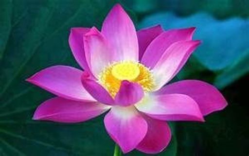 Donna Jean Walberg Profile Photo