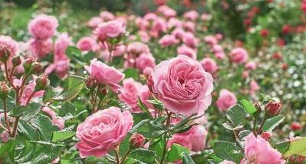 Theresa M Constantino Profile Photo