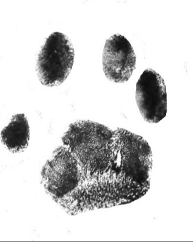 Joe Sharpe Profile Photo