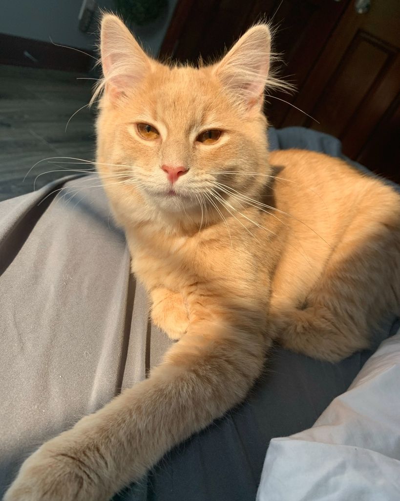 Dahlia Stolly Profile Photo