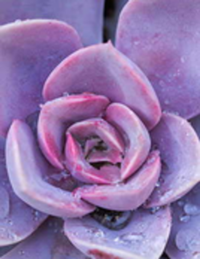 Lillian  Mae Pachipka