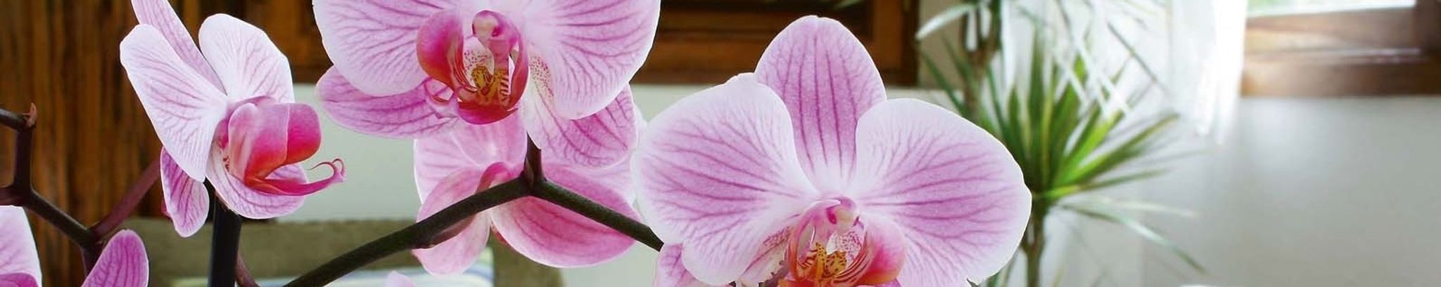 Cover photo for Mildred Johnson Loughhead's Obituary