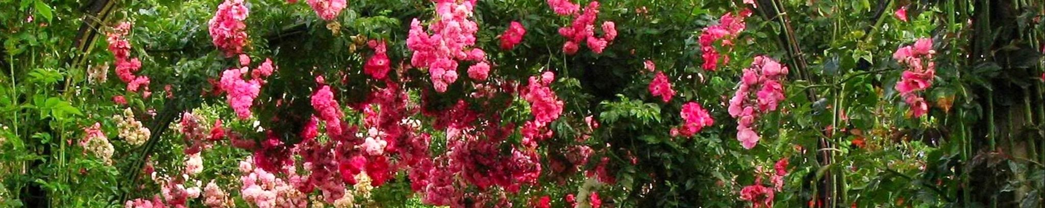 Cover photo for Doris J. Collier's Obituary