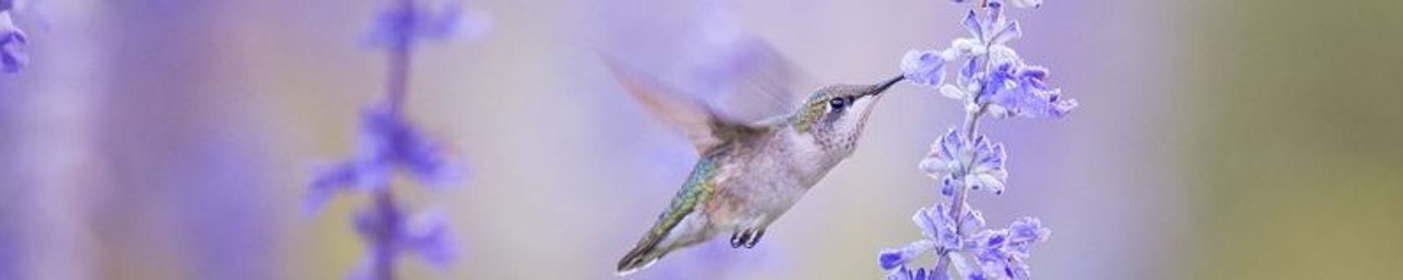 Cover for Laura Kay Taylor's Obituary