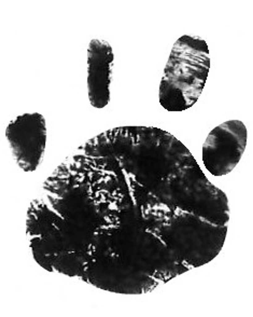 Artemis Cooke Profile Photo