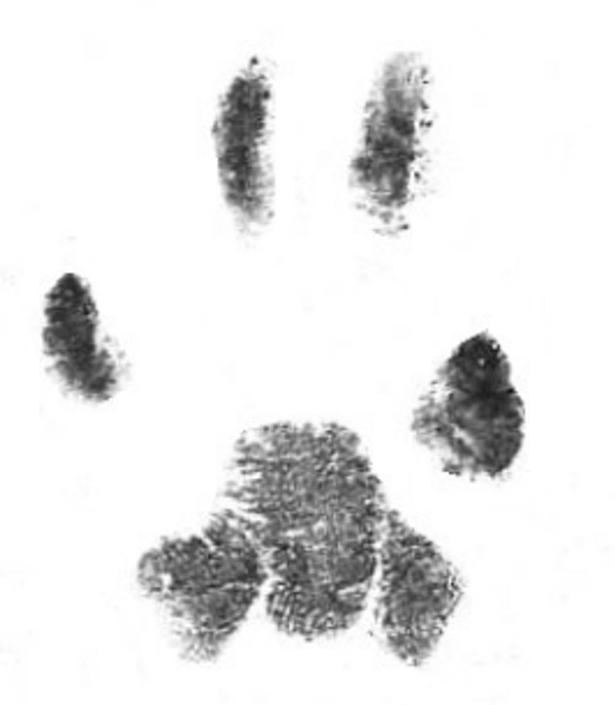 Nala Penn