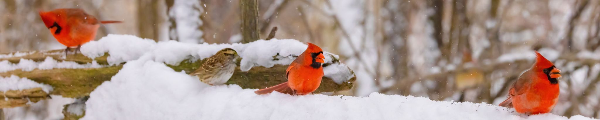 Cover for Deloris Carol Matzke's Obituary