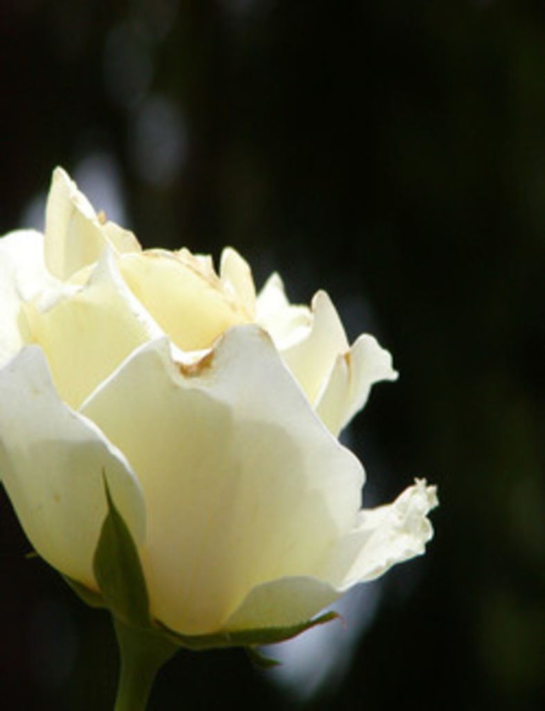 Darlene Mae Conway Profile Photo
