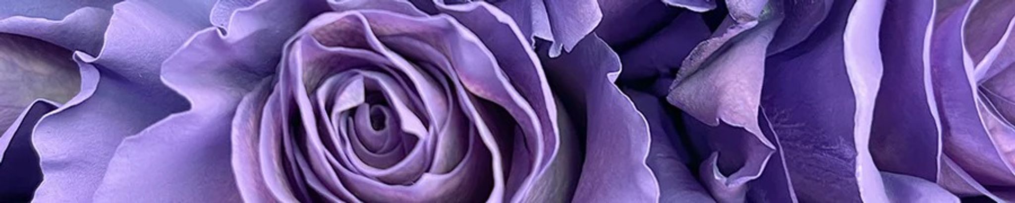 Cover for Becky Annette Anderson's Obituary