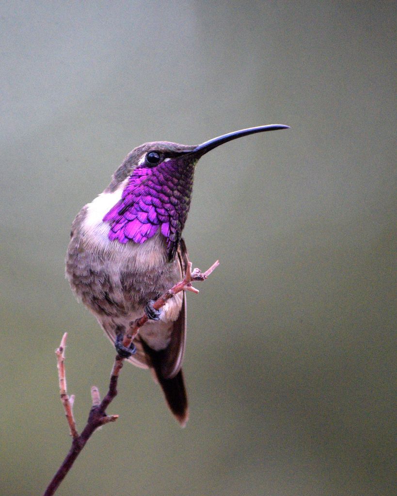Vida Nevaeh Bañuelos