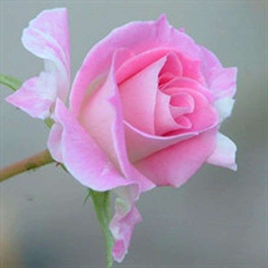 Carol Biagi Bertrand