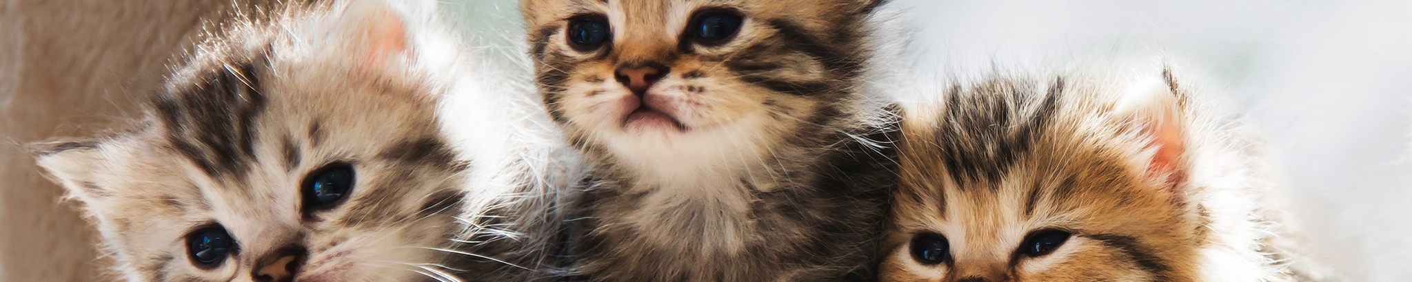 Cover for Jacqueline "Jackie" Pientok's Obituary