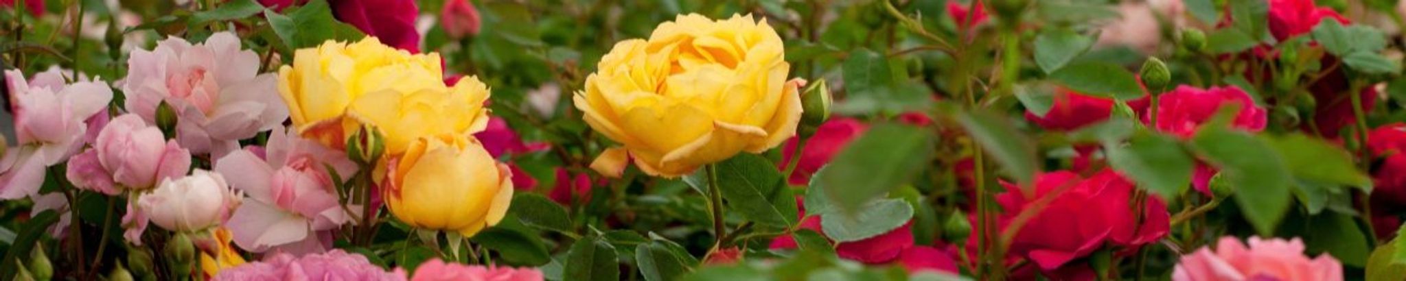 Cover photo for BETTY JEAN BANDUCCI's Obituary