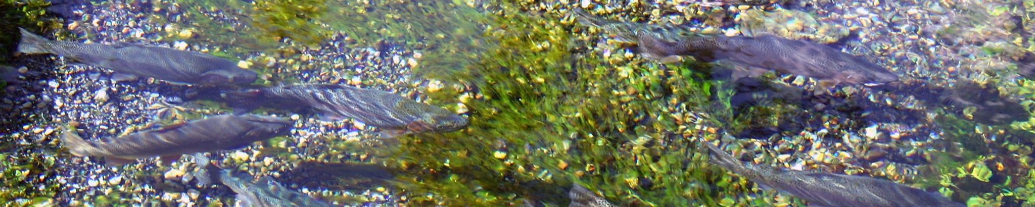 Cover for Steve Lee's Obituary