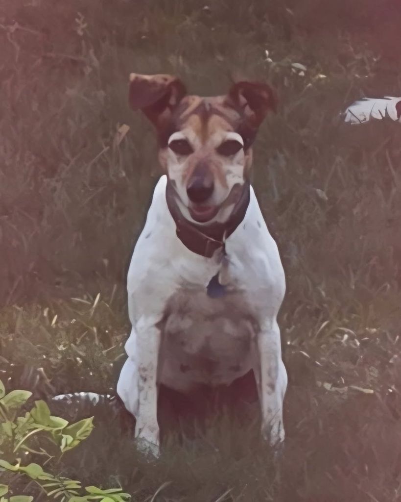 Pieper Jane Paulus Profile Photo