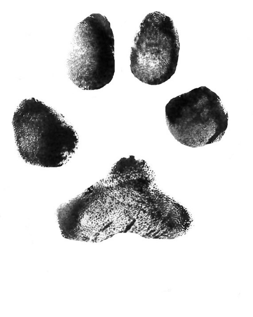 Chini Arias Profile Photo