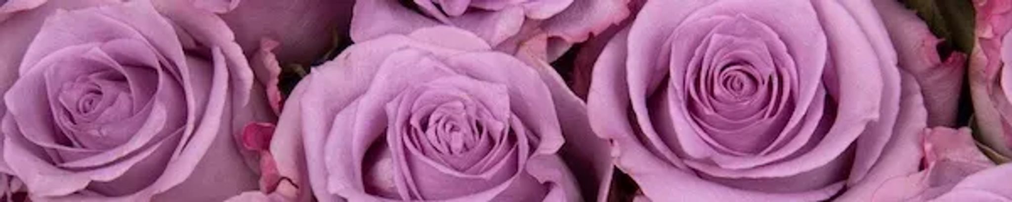 Cover for Patricia Delores Beverly's Obituary