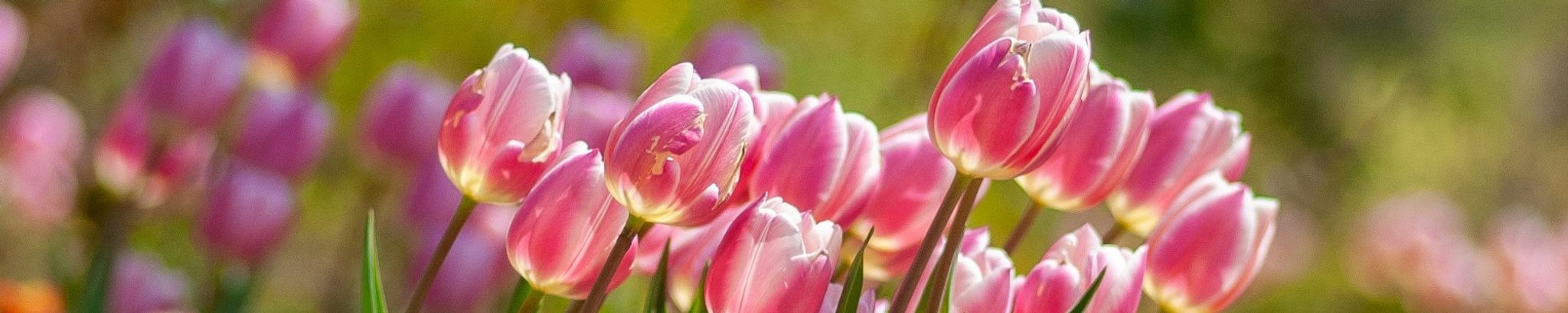 Cover for Charlene Godfrey's Obituary