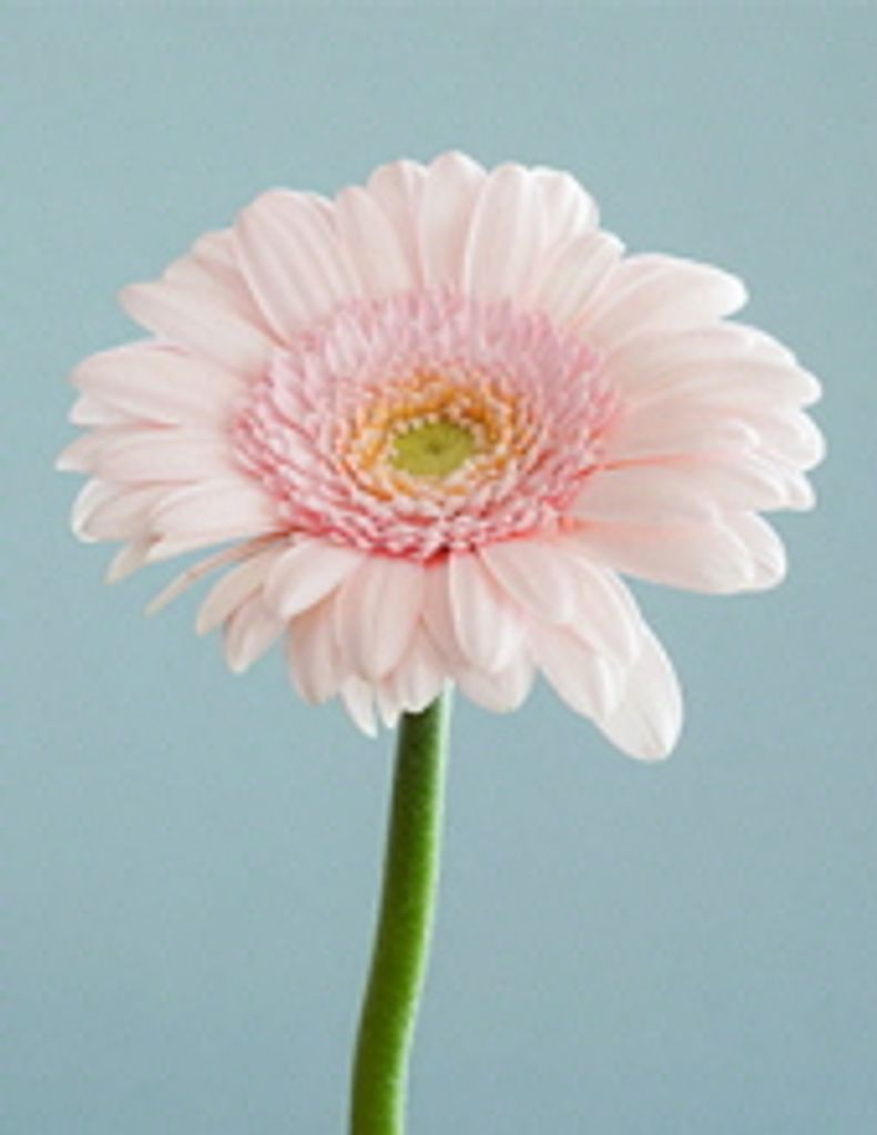 Norma J. Evans