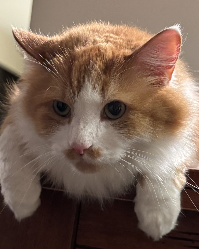 Simon Petrikov Crowbar Meowington-Thatcher