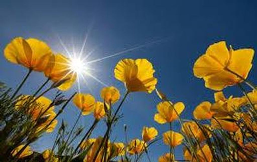 Judy "Julia" Hildebrand