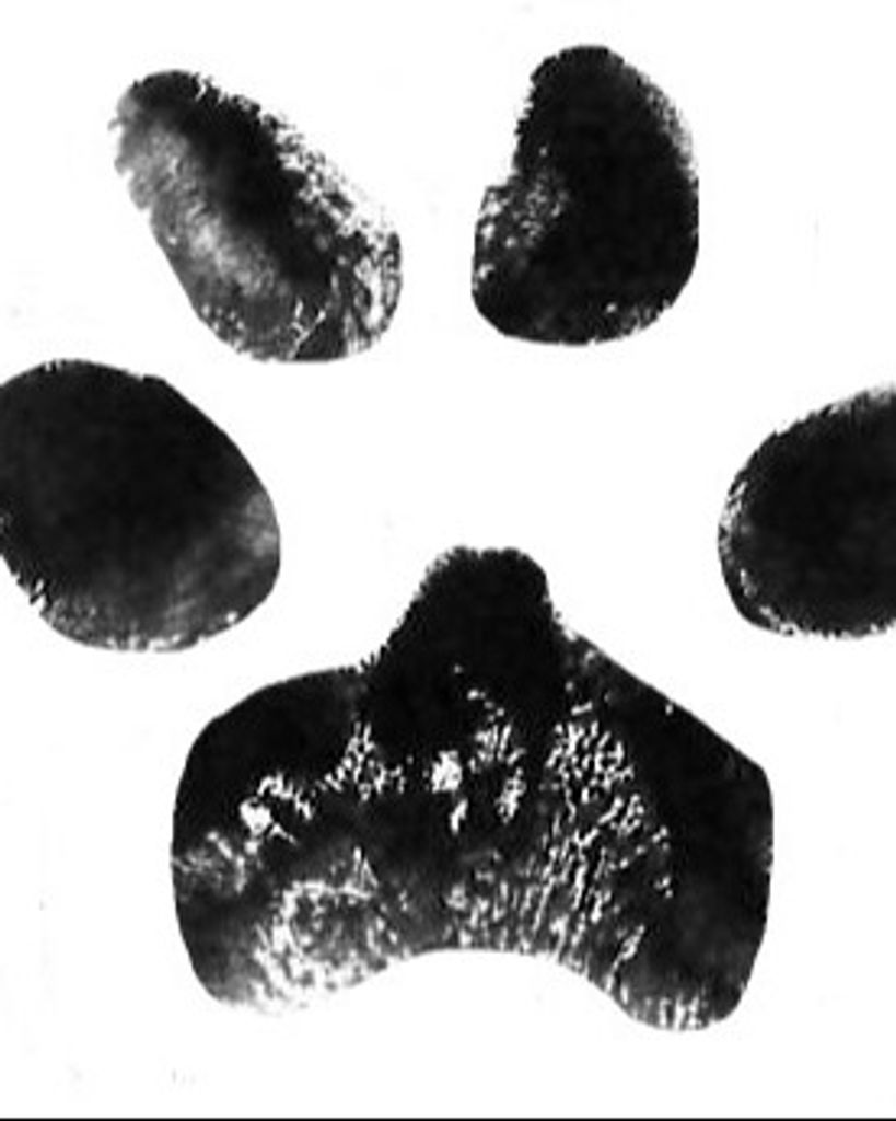 Slinky Jenkins Profile Photo