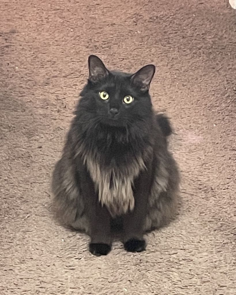 Bubba