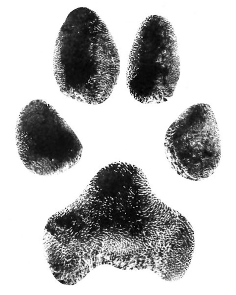 Rosie Reyes Profile Photo