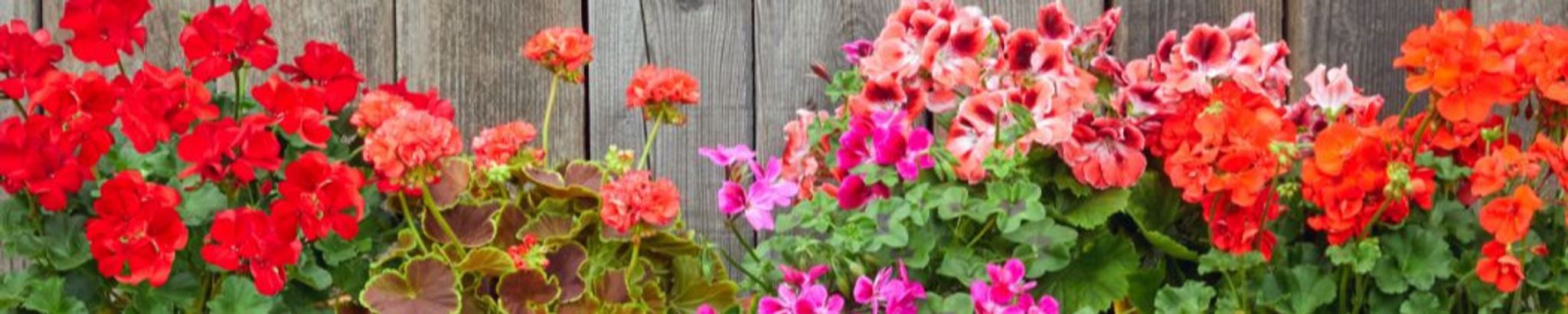 Cover photo for Ruth Copenhaver's Obituary