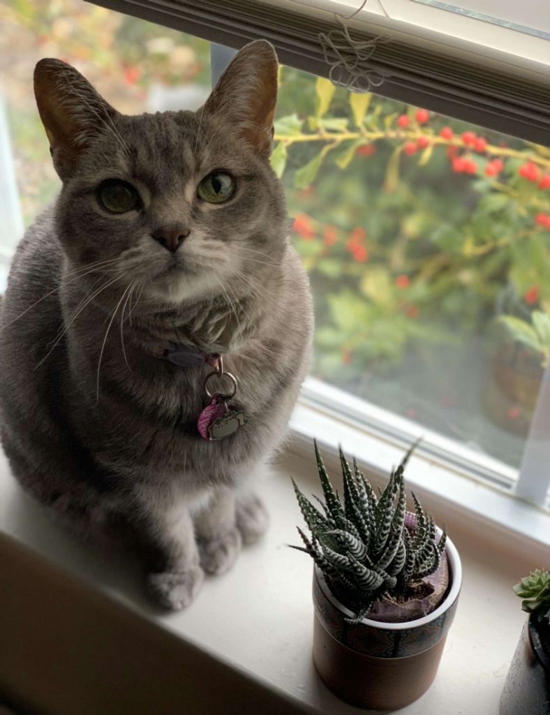 Misty Sottile Profile Photo