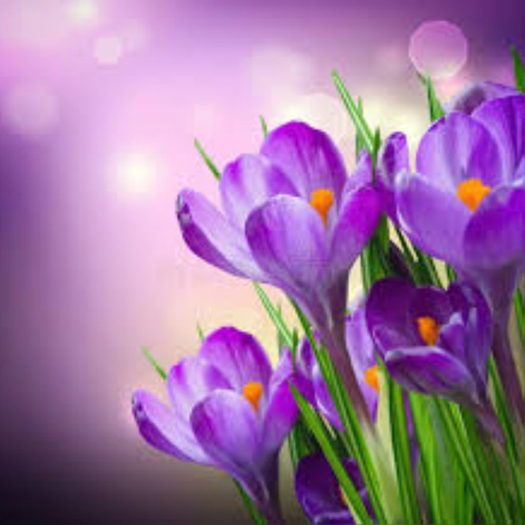 Regina Ann Hickle Profile Photo