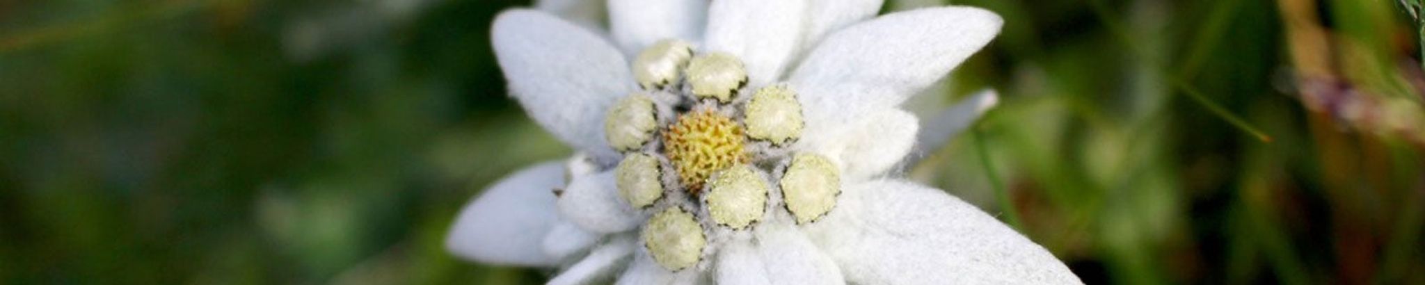 Cover photo for Gertrude "Trudy" L. Gilg's Obituary