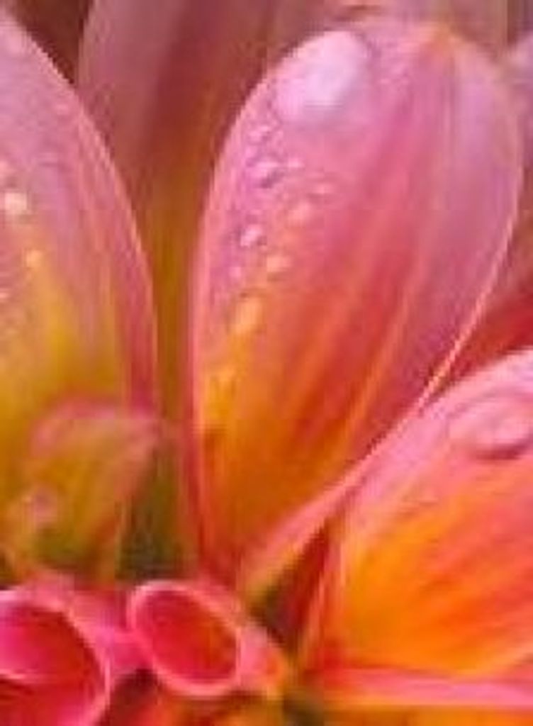 Phyllis Ports Newman