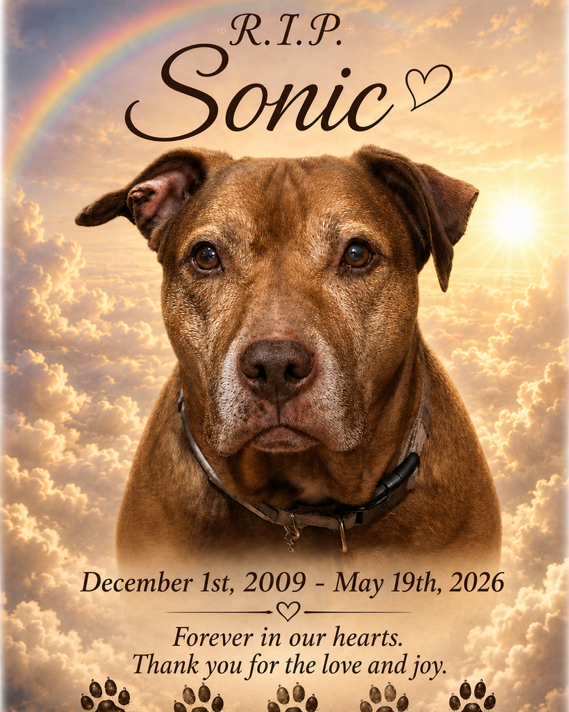 Sonic Profile Photo